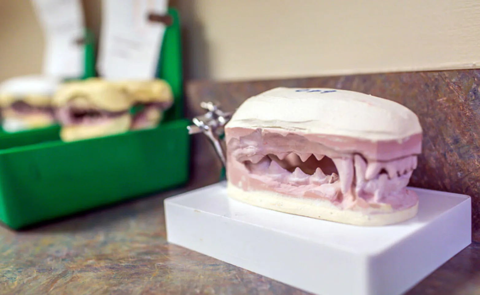 Model of an animal's jaw sitting on a counter
